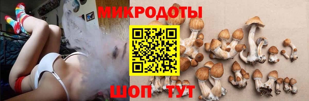 Псилоцибиновые грибы Psilocybe Чусовой